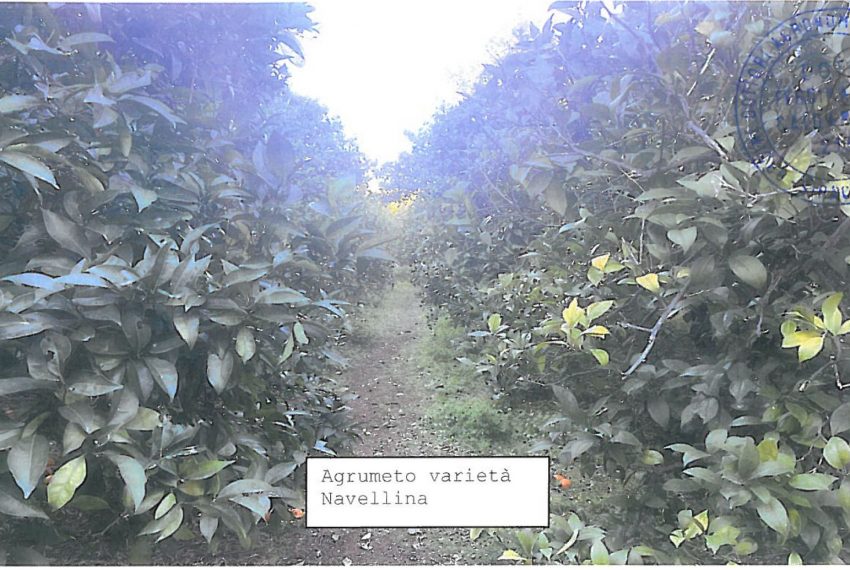 WhatsApp Image 2026-02-17 at 22.33.21 (1)